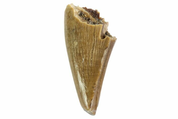 Tyrannosaur Premax Tooth - Montana #98312